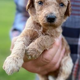 Almond Joy - Apricot female Poodle puppy in St. Johnsbury, Vermont from Poodles of the Northern Woods
