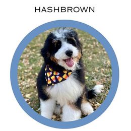 Hashbrown - Bernedoodle
