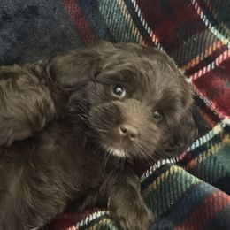 Mack - Sable male Goldendoodle puppy in Waynesboro, Virginia from Forest Creek Kennel