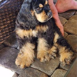 Cocker Spaniel Puppies from Wilkshire Farm