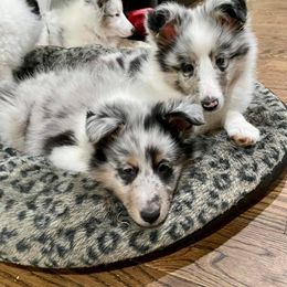 Shetland Sheepdog Puppies from Shadow Hill South Shetland Sheepdogs