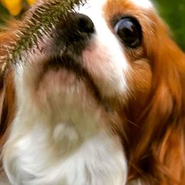 Cavalier King Charles Spaniels from Whitehouse Cavaliers