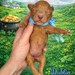 Dublin (blue) - Red  male Goldendoodle puppy in Hot Springs, Arkansas from Hot Springs Kennels