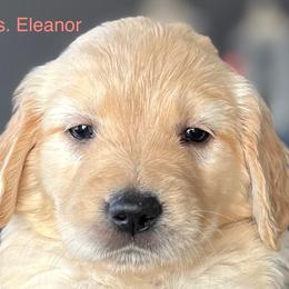 Miss Elanor - Golden female Golden Retriever puppy in Vail, Arizona from Retrievers Gold AZ
