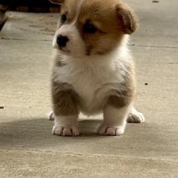 Betsy - Red female Pembroke Welsh Corgi puppy in Brashear, Texas from Sherwood Acres Pembrokes