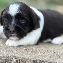 Domino - Black and white female Havanese puppy in Lancaster, South Carolina from 3 Bs Havanese-PUPPIES with  PURPOSE