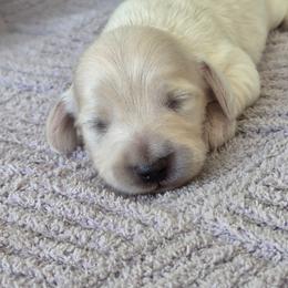 Poppy - Cream female Dachshund puppy in Ashford, Alabama from Circle City Dachshunds