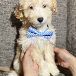 Lark - Apricot Aussiedoodle puppy in Houston, Texas from Jomelkin Furry Pals