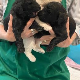 Poodle Puppies from Elysian Poodles