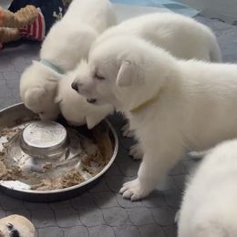 Boy 1 - White male German Shepherd puppy in Camarillo, California from Robert's White German Shepherds