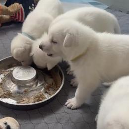 Boy 1 - White male German Shepherd puppy in Camarillo, California from Robert's White German Shepherds