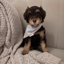 Margaux - Phantom female Goldendoodle puppy in Fleming Island, Florida from Island Doodles