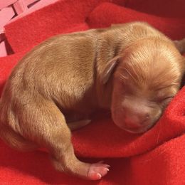 Girl 5 - Wheaten female Dachshund puppy in Lake City, Florida from My Ditzy Doxies of Florida