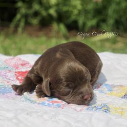 Hyacinth - Brown female Bernedoodle puppy in Lowry City, Missouri from Cooper Creek Puppies