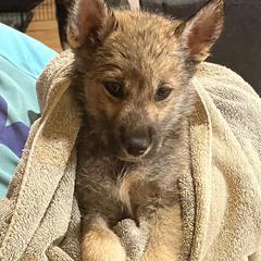 Toad - Wolf gray agouti male Tamaskan puppy in Kansas City, Missouri from Little Bear Tamaskans
