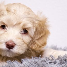 Australian Labradoodles from Lazy Mountain Labradoodles