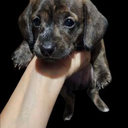 Girl 2 - Brindle female Dachshund puppy in Woodland, Washington from SJs Dachshunds