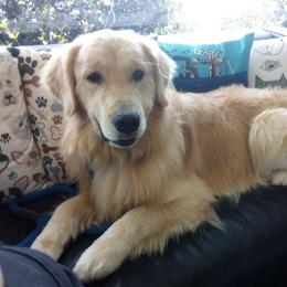 Golden Retriever puppies from Sea Air Goldens