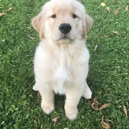 Golden Retriever and Labrador Retriever Puppies from Emerald Knoll