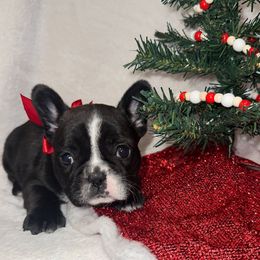 Holly - Brindle female French Bulldog puppy in Pembroke, Kentucky from Presidential Frechies