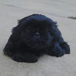 Shih Tzu Puppies from AKC Shih Tzu Champion Line Puppies
