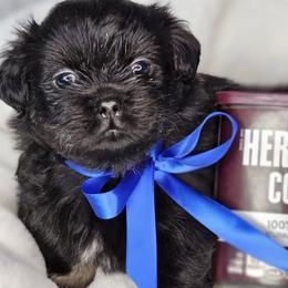 Cocoa Bean - Black and tan male Tibetan Spaniel puppy in Vancouver, Washington from Trillium Tibetan Spaniels