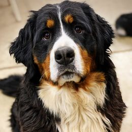 Kaia - Bernese Mountain Dog