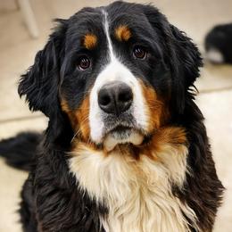 Kaia - Bernese Mountain Dog