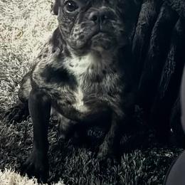 Oreo - French Bulldog