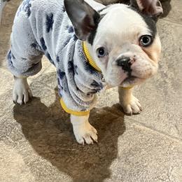French Bulldog Puppies from Dr Kipp's Frenchies