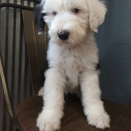 Aussiedoodle, Old English Sheepdog, Poodle, and Sheepadoodle Puppies from Iowa's Doodle Co.