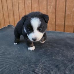 Colt - Black tri male Miniature Australian Shepherd puppy in Leonard, Texas from Tin Roof Aussies