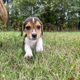 Pumpkin - Black white and tan male Beagle puppy in St. Cloud, Minnesota from Beagle Blessings