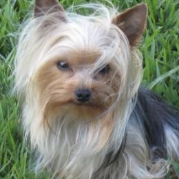 Auggie - Yorkshire Terrier