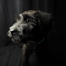 Girl 5 - Teal Collar - Black female Giant Schnauzer puppy in St George, Utah from Schnauzer Ranch