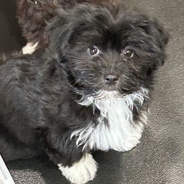 Havanese and Poodle Puppies from Teresa’s Fur Babies