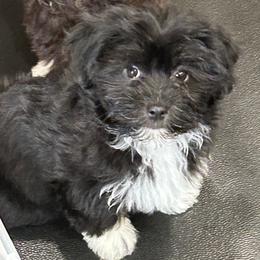 Havanese and Poodle Puppies from Teresa’s Fur Babies
