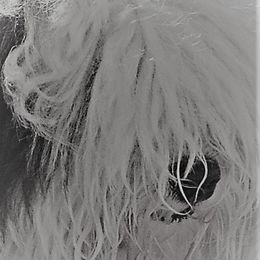 Reba - Old English Sheepdog