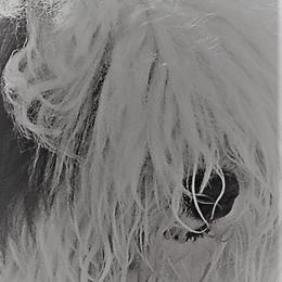 Reba - Old English Sheepdog