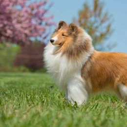 Shetland Sheepdogs from Eileen Lanser's Shetland Sheepdogs