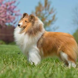 Shetland Sheepdogs from Eileen Lanser's Shetland Sheepdogs