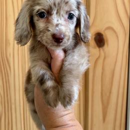 LIBERTY - Dapple female Dachshund puppy in Delano, Tennessee from Olive Branch Acres