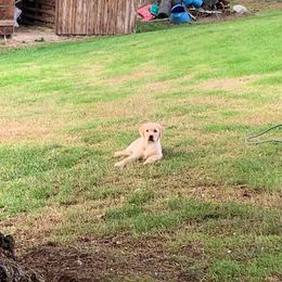 Labrador Retriever Puppies from Wilson Farms & Labradors