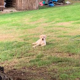 Labrador Retriever Puppies from Wilson Farms & Labradors