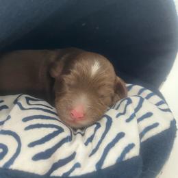 Espresso - Chocolate female Australian Labradoodle puppy in Orange, California from Little Kingdom Doodles