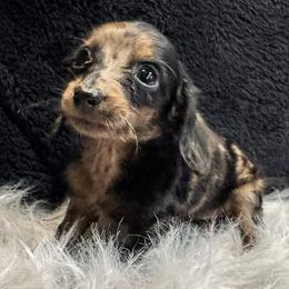 Athena - Dapple female Dachshund puppy in Cabool, Missouri from Dachshund's of Country Magic Farms in Missouri