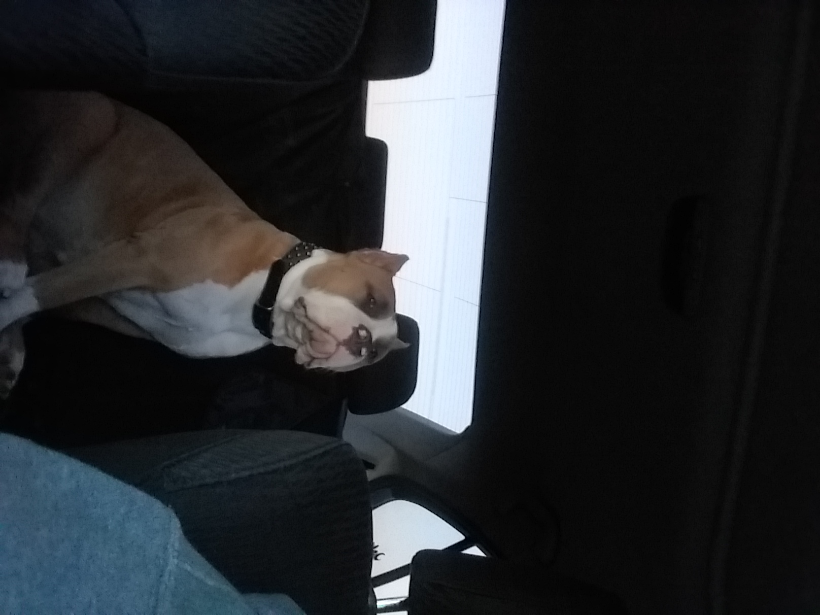 American Bully All Grown Up from Blue Fury