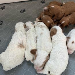 Cavapoo puppies from Padgetts Hill Puppies