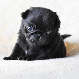 Gable - Black male Pug puppy in Caldwell, Ohio from Folklore Kennel