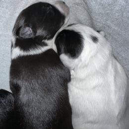 Sporty Mix Puppies from Seay's Sporty Mixes
